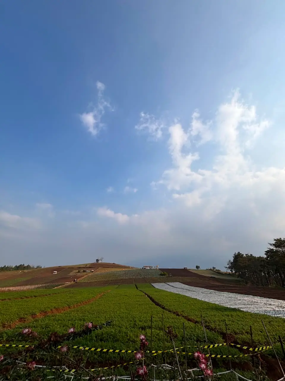Lahan pertanian hijau di Bukit Jengkoang